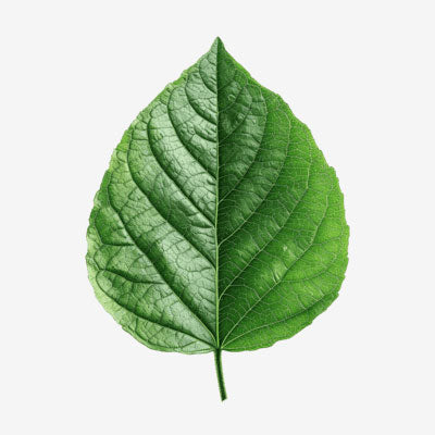 NutriProtein Vegan